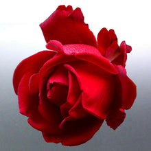 Load image into Gallery viewer, Rose Sticker vinyl cut photo red colour decal Aust
