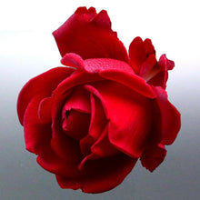 Load image into Gallery viewer, Rose Sticker vinyl cut photo red colour decal Aust
