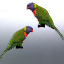 Load image into Gallery viewer, Mirrored pair of Rainbow lorikeet Stickers Vinyl c