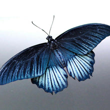Load image into Gallery viewer, Butterfly vinyl cut Sticker 165 x 105 mm bug triba