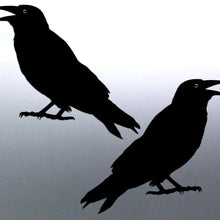 Load image into Gallery viewer, Mirrored pair of Crows Sticker Vinyl cut solid bla