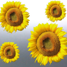 Load image into Gallery viewer, Sunflower Sticker vinyl cut photo Yellow colour de