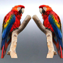 Load image into Gallery viewer, Mirrored pair Macaw Stickers Australia made 180mm
