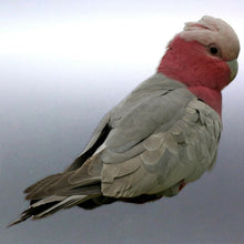 Load image into Gallery viewer, Galah Sticker Vinyl cut Australia made real photo