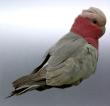 Load image into Gallery viewer, Galah Sticker Vinyl cut Australia made real photo