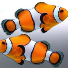 Load image into Gallery viewer, Mirrored pair Clownfish stickers Great barrier Reef