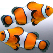 Load image into Gallery viewer, Mirrored pair Clownfish stickers Great barrier Reef