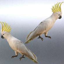 Load image into Gallery viewer, Mirrored sulphur crested cockatoo Stickers Vinyl d