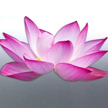 Load image into Gallery viewer, Lotus Sticker vinyl cut white pink colour blossom