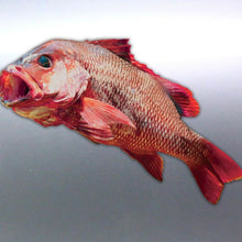 Load image into Gallery viewer, Mangrove Jack Sticker boat Spearfishing Australia