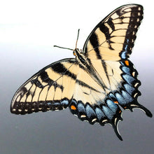 Load image into Gallery viewer, Butterfly decal vinyl cut car Sticker bug tribal design
