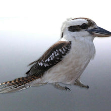 Load image into Gallery viewer, native Kookaburra Sticker Vinyl cut Australian mad