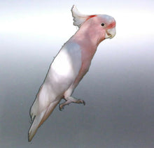 Load image into Gallery viewer, Pink Cockatoo decal Sticker Vinyl cut Australian m
