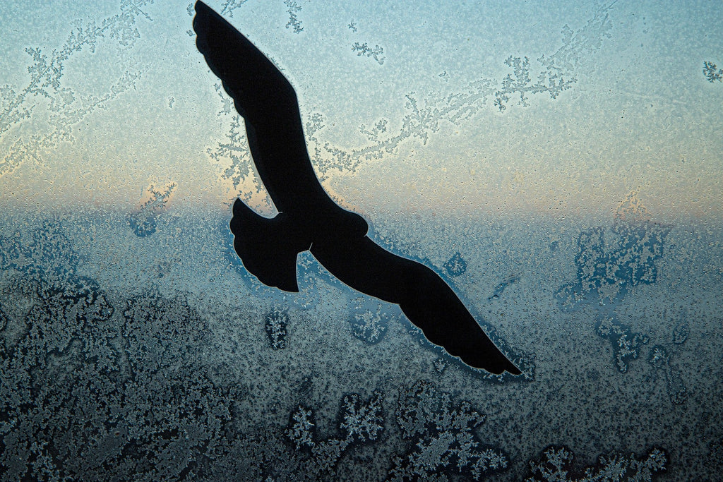How to stop birds hitting your windows - Stick-Dat