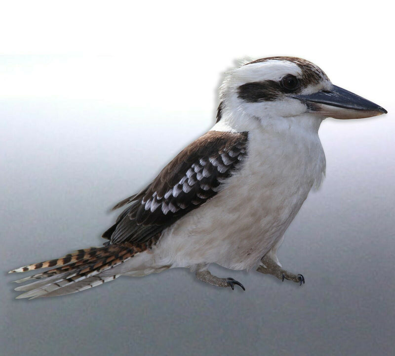 Native Bird Stickers