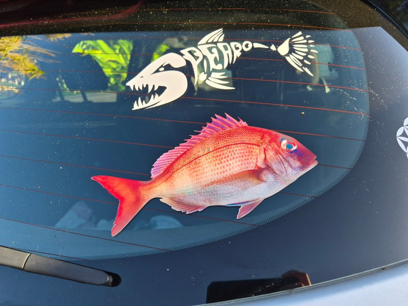 Real snapper fish decal and shark skeleton decal on a car window