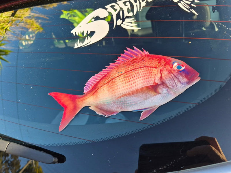Real snapper fish decal on a car's black surface with visible reflections and a sticker.