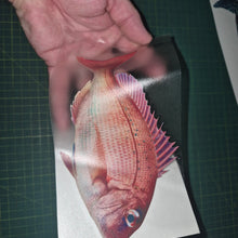 Load image into Gallery viewer, Hand holding a red fish over a printed image of a fish on a cutting mat.
