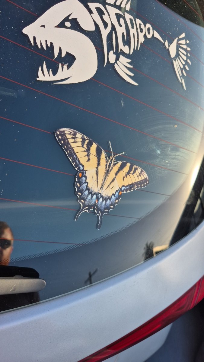 Butterfly decal on a car window