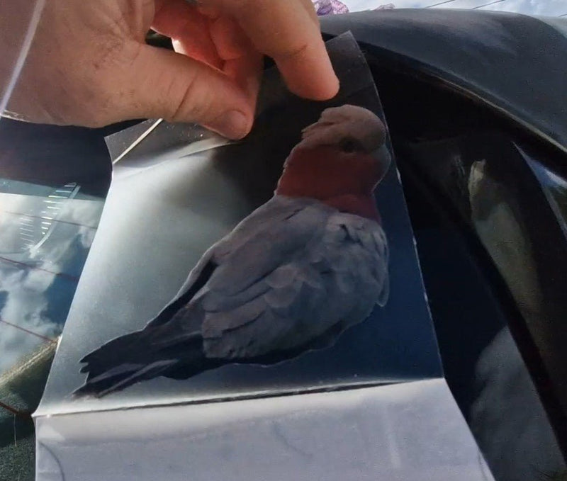 Hand holding a piece of paper with a Galah decal illustration on it.