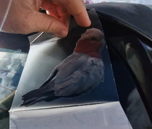 Load image into Gallery viewer, Hand holding a piece of paper with a Galah decal illustration on it.
