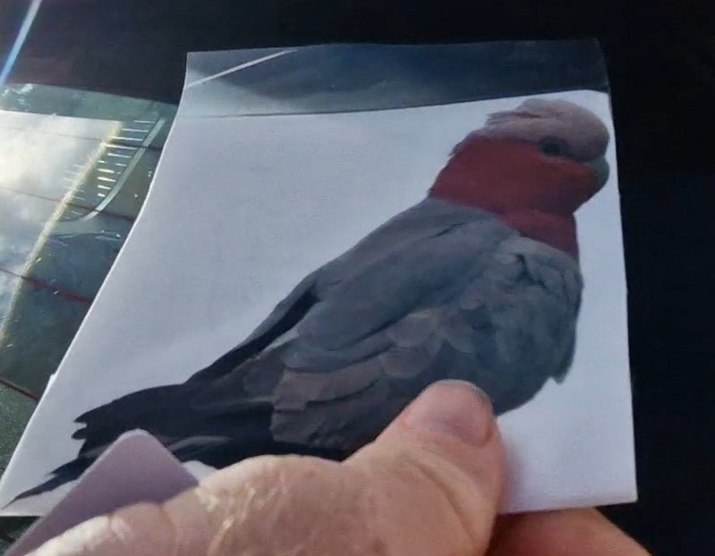 Hand holding a decal with a printed image of a bird