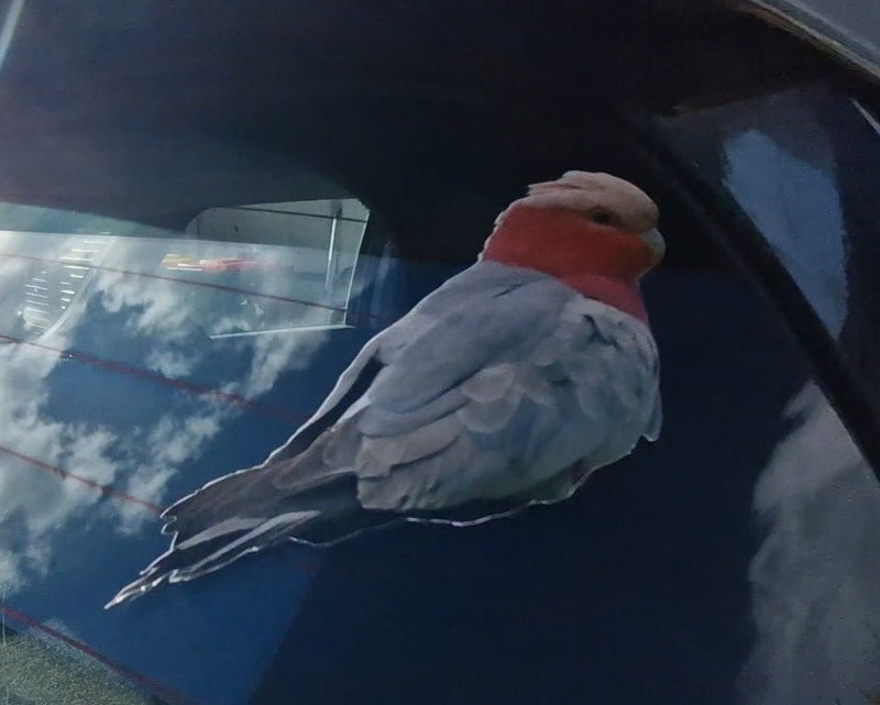 Bird Galah decal perched on a car window with reflections of clouds and buildings.