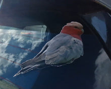 Load image into Gallery viewer, Bird Galah decal perched on a car window with reflections of clouds and buildings.
