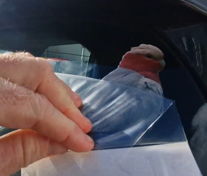 Person removing a clear plastic wrap from a car window decal of a Galah