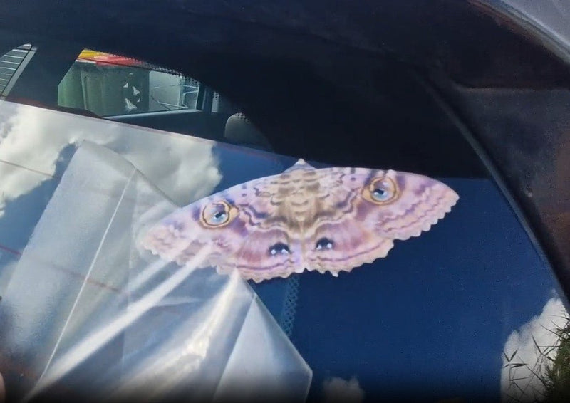 application tape removing from Granny Cloak Moth eyes butterfly Rare Massive Moth ball