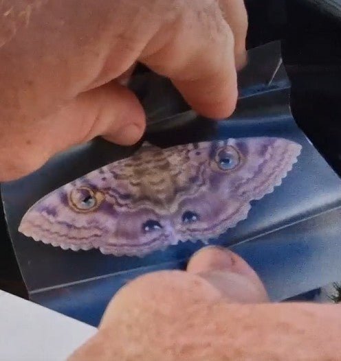 Easy to apply Granny Cloak Moth eyes butterfly Rare Massive Moth ball
