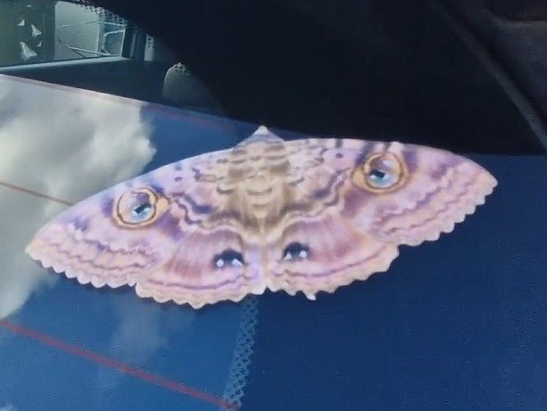 on car window Granny Cloak Moth eyes butterfly Rare Massive Moth ball