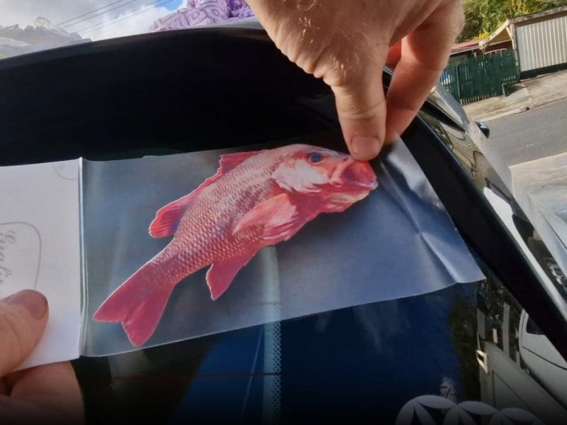 Person applying a red mangrove jack fish decal to a car window