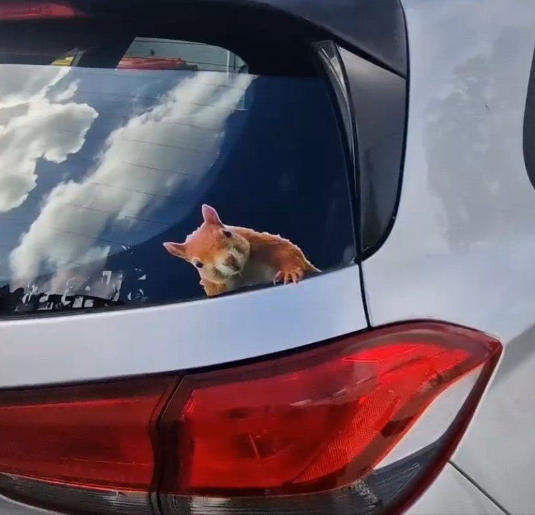 Car's rearview mirror reflecting a squirrel looking out from inside the car.