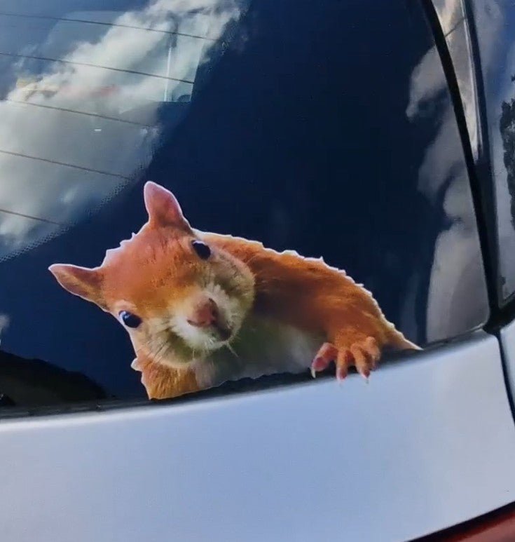 Squirrel-shaped car decal on a vehicle's window