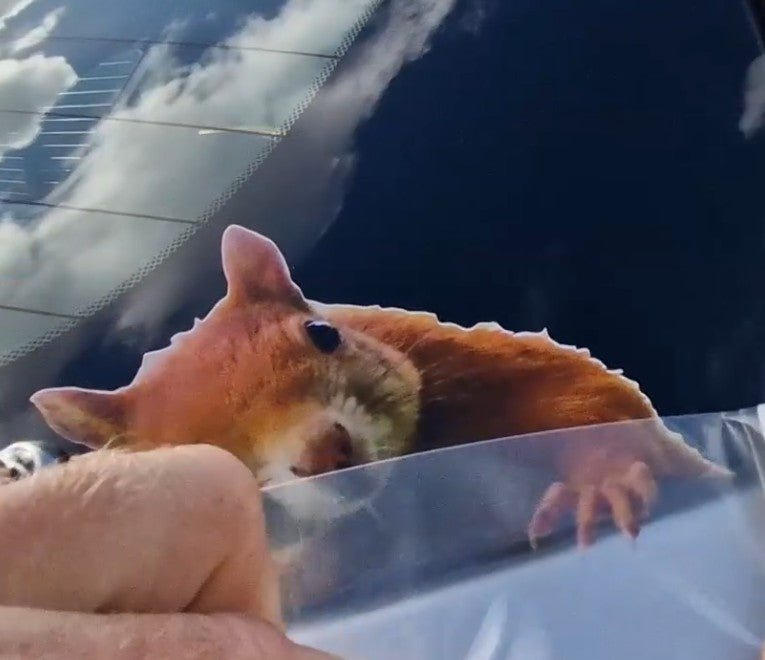 Squirrel peeking out from behind a car window with a cloudy sky in the background