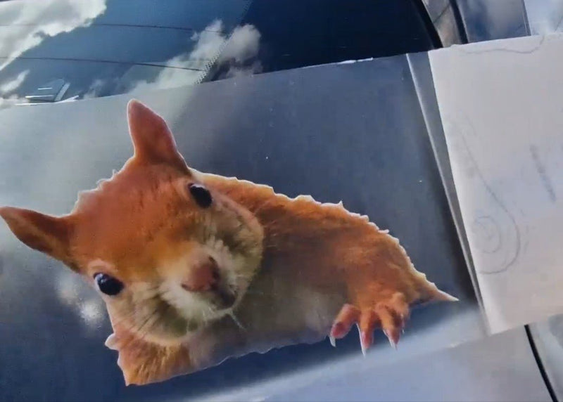 Hamster on a car window with a snowy background