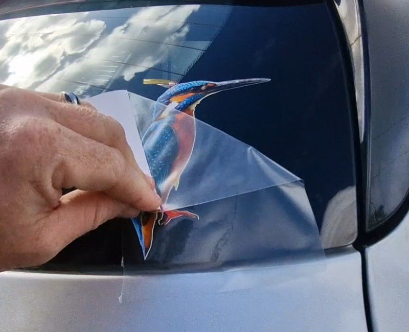 Person applying a sticker of a colorful bird on a vehicle window. Peeling away application tape for kingfisher bird