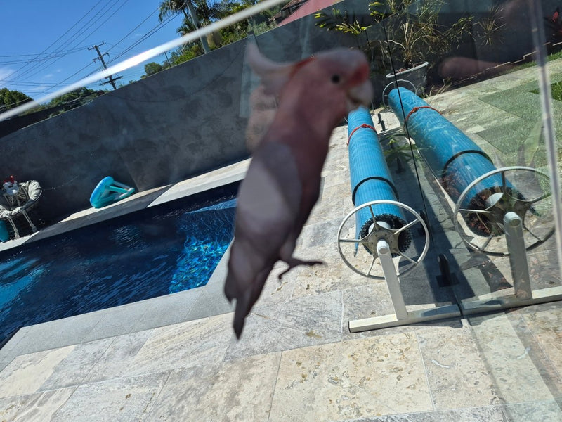 Cockatoo sticker on a pool glass with pool equipment in the background