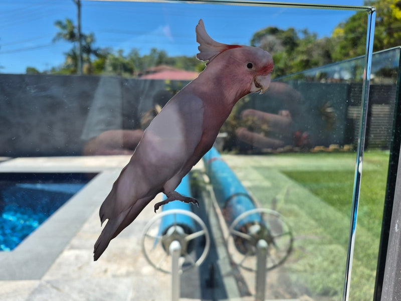 Pink cockatoo perched on a glass door with a backyard view.