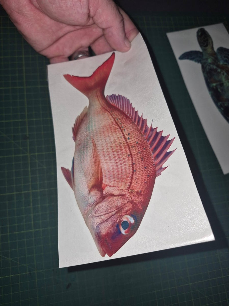 Hand holding a card with a red fish illustration on a grid surface Pink snapper