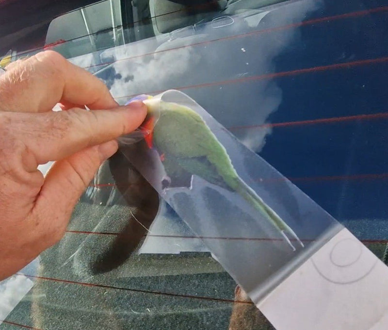 Person applying a car window Sticker with a tool on a vehicle rainbow lorikeet