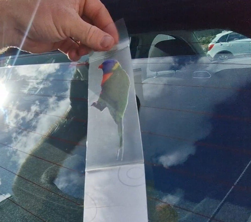 Hand holding a sticker with a bird rainbow lorikeet illustration against a car window