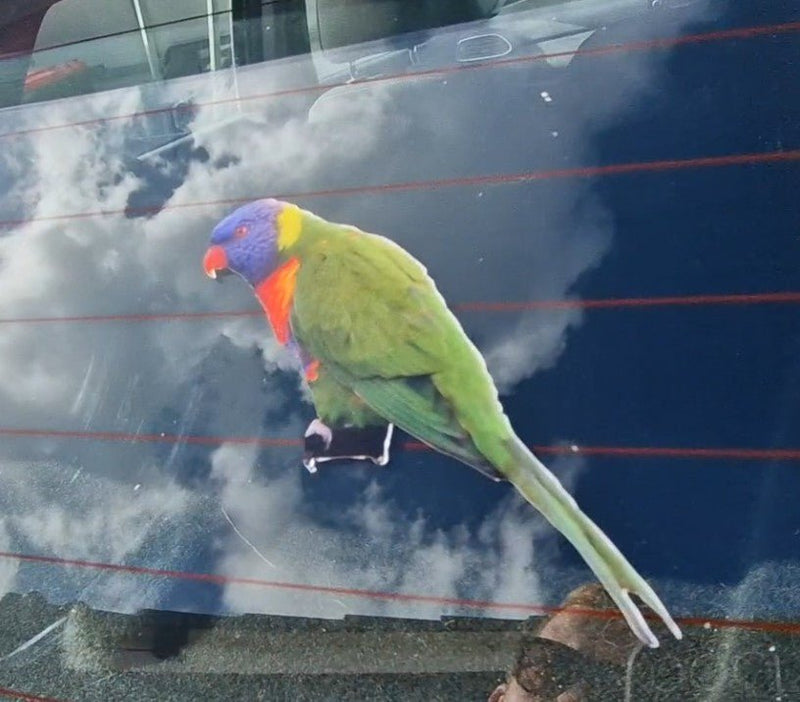 Colorful rainbow lorikeet parrot decal perched on a car window with reflections of clouds and people.