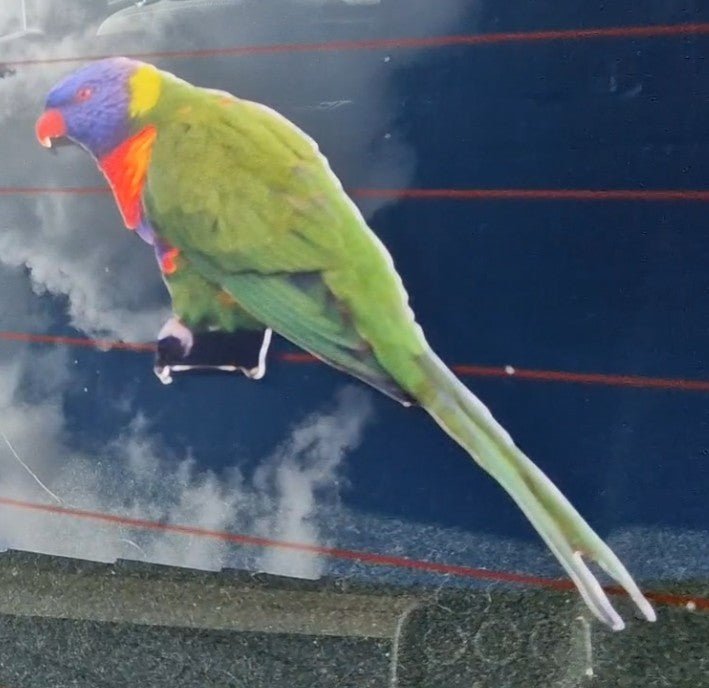 Colorful rainbow lorikeet parrot perched on a wire with a dark background