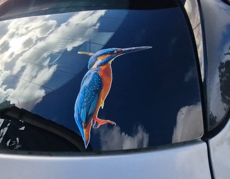 Real image of kingfisher bird Sticker Colorful bird decal on a car window with a blue sky reflection.
