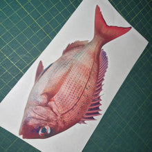 Load image into Gallery viewer, Fish on a piece of paper with a grid background
