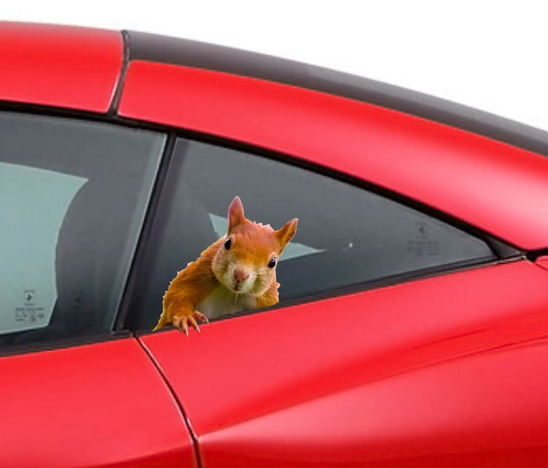 Squirrel peeking Side View Car window, extremely cute
