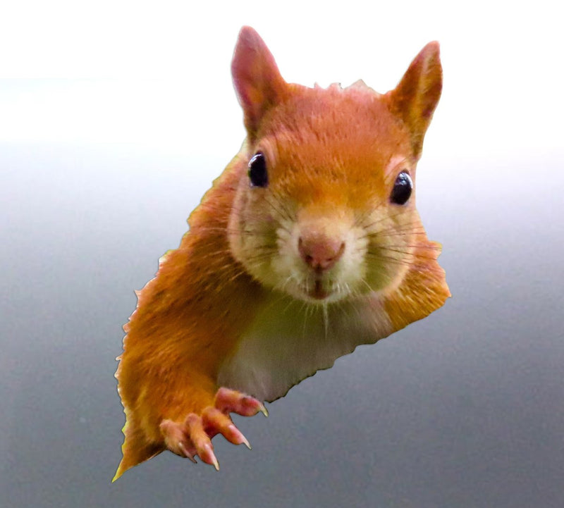 Squirrel peeking door sticker, Looks like he is peeking from the side