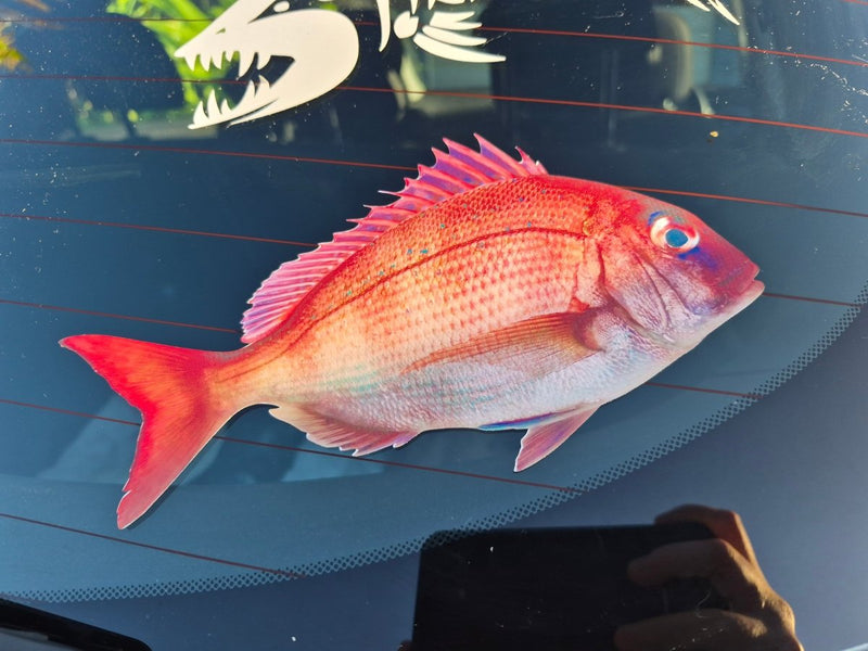Real snapper fish decal on a car window with a shark sticker in the background